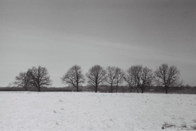 4-oak-grove-nr-borki-zhytkavitchy-district-2014-2014018-19