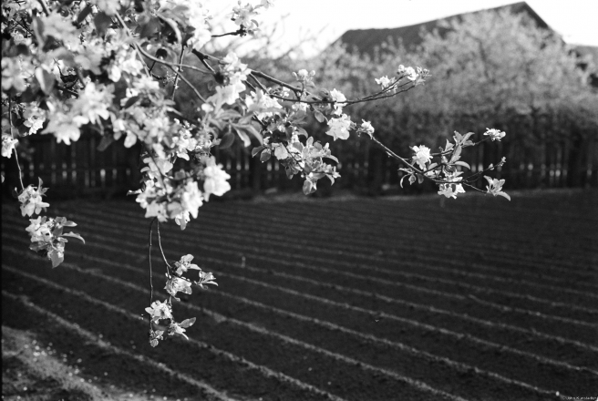 4.Apple-Blossoms-and-Potato-Patch-Tsjerablichy-2019-2019047b-30A