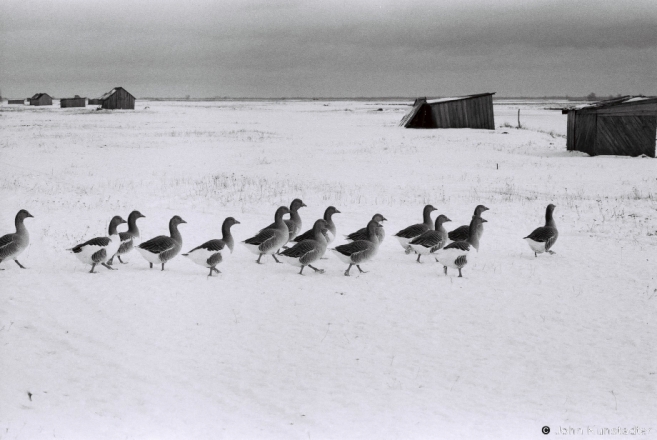 4.Geese on Lake Sijatsy, Vjeljamichy 2016, 2016344a- (F1080026