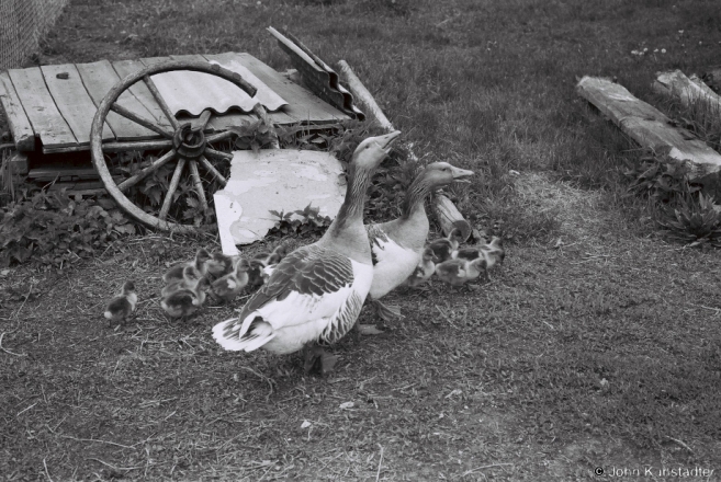 4.Goslings Under Escort, Tsjerablichy 2014, 2014154-14A