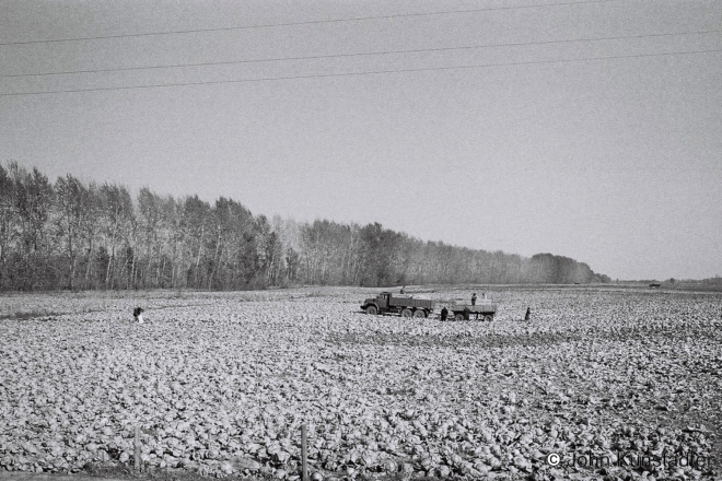 Harvesting-Cabbage-Ramjel'-Al'shany-Road-2015-2015366b-2A