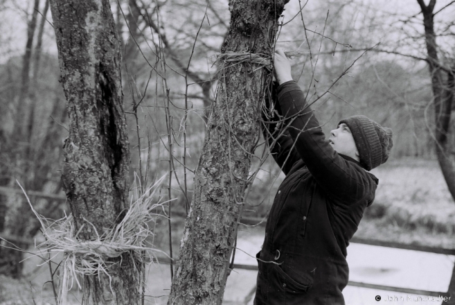 4.Wrapping Fruit Trees with Straw Rings, Tsjerablichy 2018, 2018002b- (F1040036