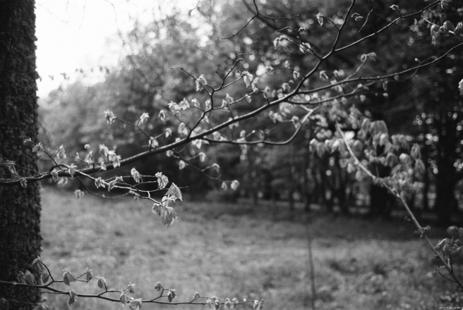 4a.Oak-Leaves-Unfurling-Allee-on-Former-Estate-Ljetsjashyn-2019-2019055-25A