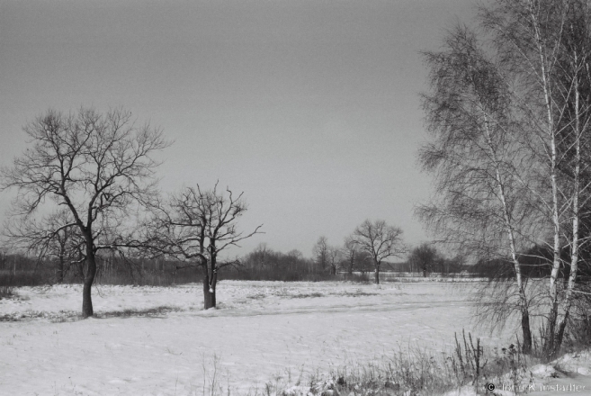 4b.Winter in Polesia, Oak Grove, Borki (Zhytkavichy District) 2014, 2014018-23