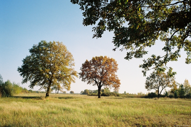 4c.Oak Grove nr. Borki (Zhytkavichy District) 2018, 2018269a-20A