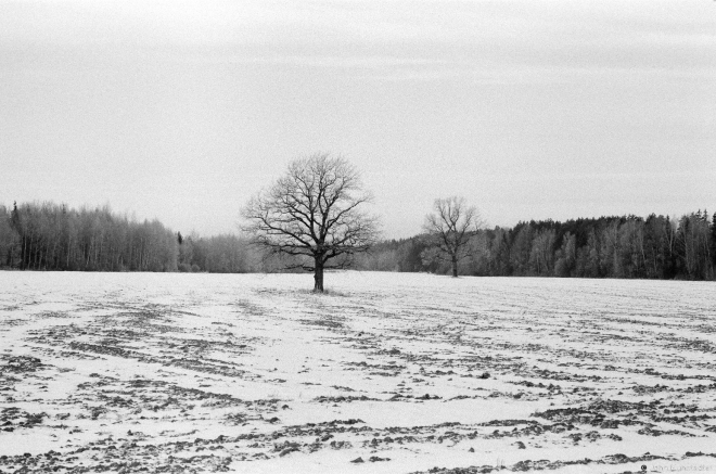 4c.Oaks nr. Krajsk 2016, 2016354-6A (65200006