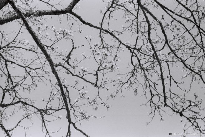 4g.Emerging-Oak-Leaves-Kljushchany-2014-2014113-27A
