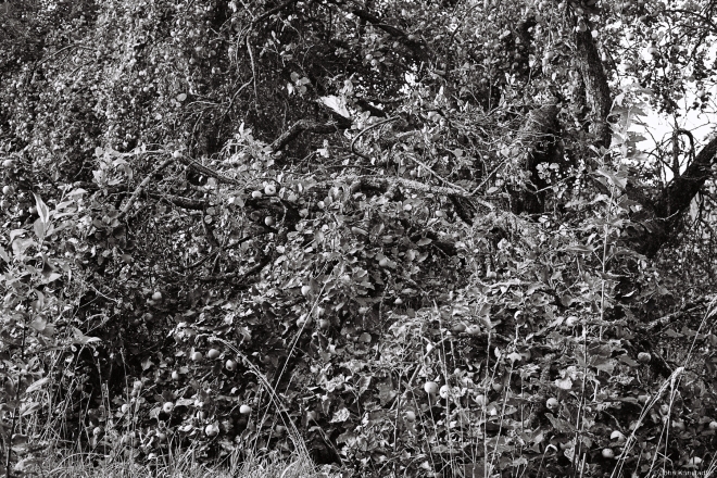 5.Abandoned-Apple-Tree-IIvashynavichy-2018-2018212a-30A