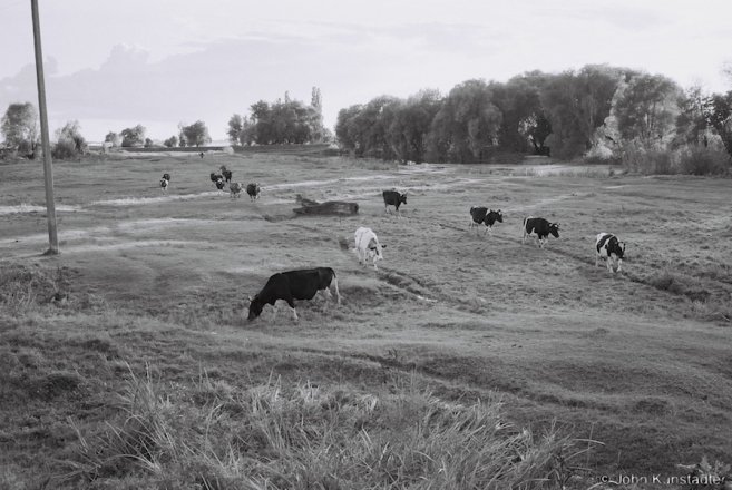 Cows Coming Home, Al'shany 2014, F1120032(2014327-