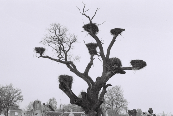 5.Eight Storks' Nests, Abrova 2016, 2016144b-36 (F1020035
