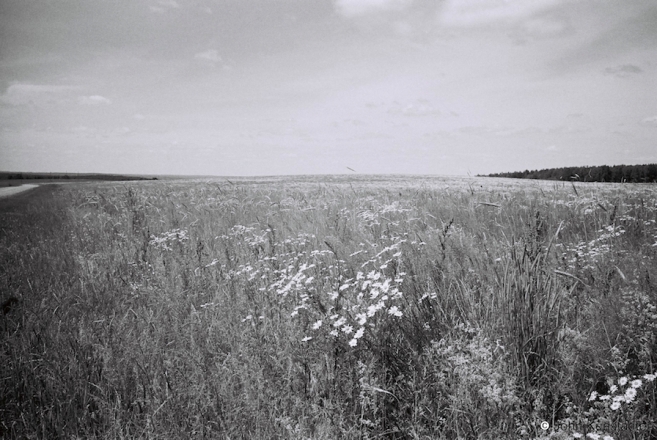 5.Field-of-Daisies-between-Hlinna-and-Panara-2016-2016247c-23A