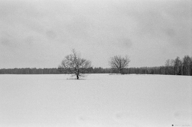 5.Oak Trees, Buda (Zhytkavichy District) 2017, 2017026a-10A (63690010