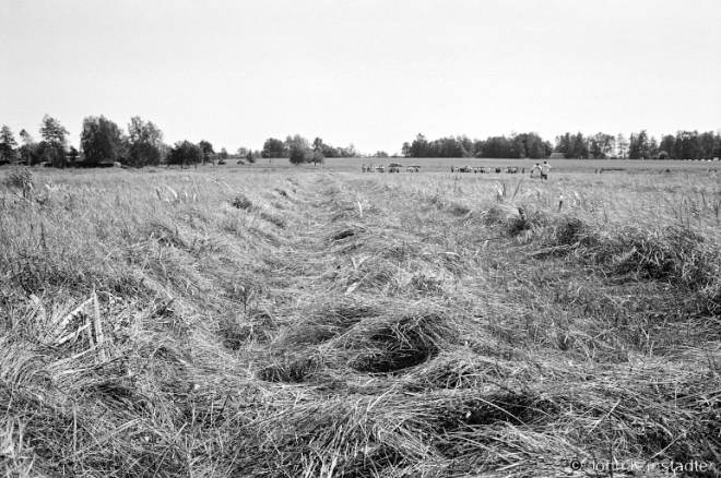 5.Sporauski Scything Competition, Vysokaje 2016, 2016260-22A (00050022