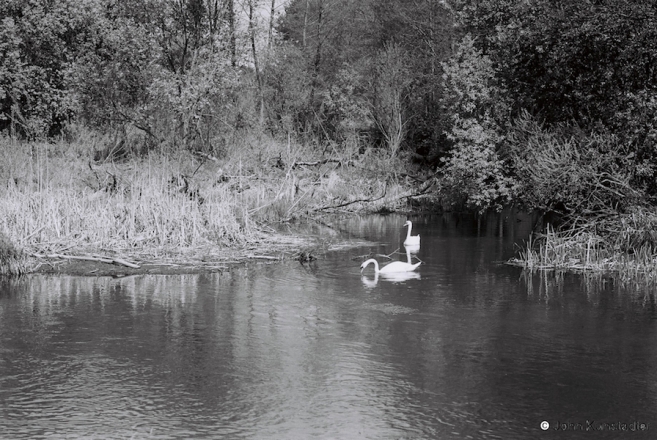 5.Swans-on-the-Zakhodnjaja-Bjarezina-Padbjarez-2016-2016148b-36