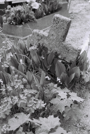 5a.Lilies-of-the-Valley (landyshy), R.C. Cemetery, Harodniki 2017, 2017120a- (F1140006