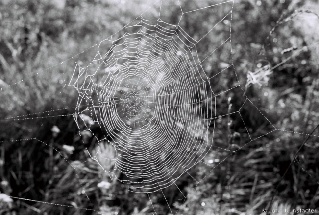 5a.Spiderweb in Morning Mist, Tsjerablichy-Azdamichy Road 2018, 2018198_31A
