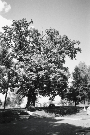 5b.Giant-Oak-Former-Estate-Park-of-the-Abukhovich-Family-Vjalikija-Kruhovichy-2014-2014177-25A