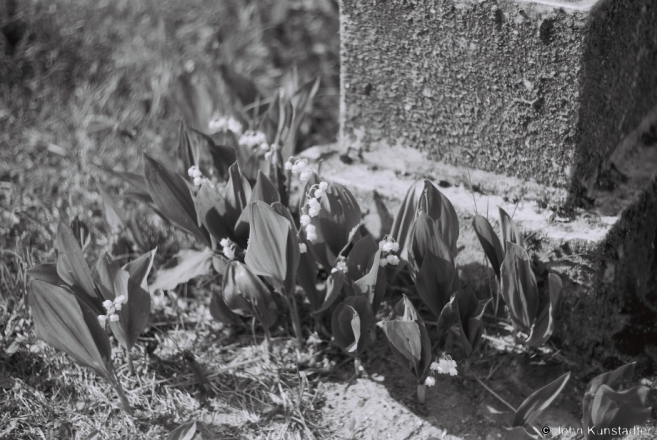 5b.Lilies-of-the-Valley (landyshy), R.C. Cemetery, Harodniki 2017, 2017119a- (F1050025