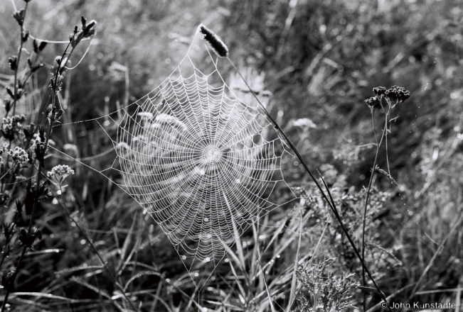 5b.Spiderweb in Morning Mist, Tsjerablichy-Azdamichy Road 2018, 2018198_32A
