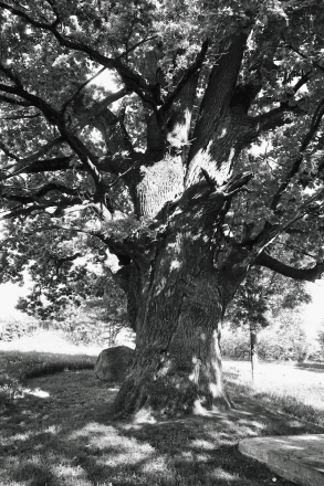 5c.Giant-Oak-Former-Estate-Park-of-the-Abukhovich-Family-Vjalikija-Kruhovichy-2014-2014177-26A
