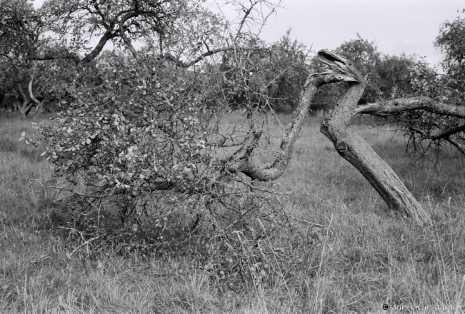 5d.Untended-Orchard-Maljavichy-2018-2018210_14A