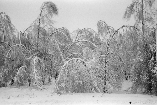 6.Bowing Birch Trees on R57 near Tal' 2016, 2016026b-22A