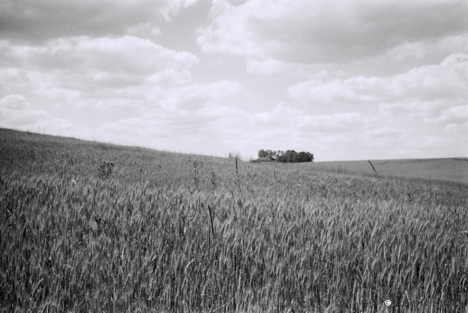 6.Grain-Field-on-Outskirts-of-Varnjany-2016-2016234c-26A