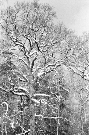 6.Oak near Mlynok (Zhytkavichy District) 2017, 2017026a-1A (63690001