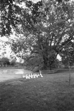 6a.Ancient-Elm-Tree-Vjerkhnija-Talui-2019-2019185a-26A