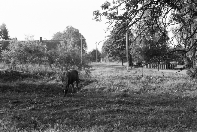 6a.Horse-Early-Morning-Papshychy-2019-2019076b-22A