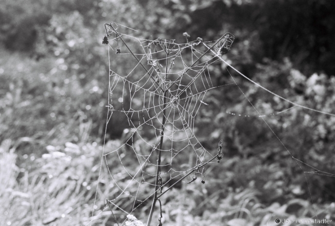 6a.Spiderweb in Morning Mist, Tsjerablichy-Azdamichy Road 2018, 2018198_28A
