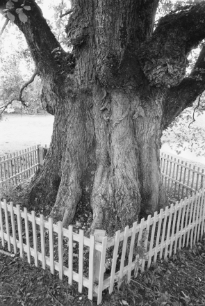 6b.Ancient-Elm-Tree-Vjerkhnija-Talui-2019-2019185a-29A