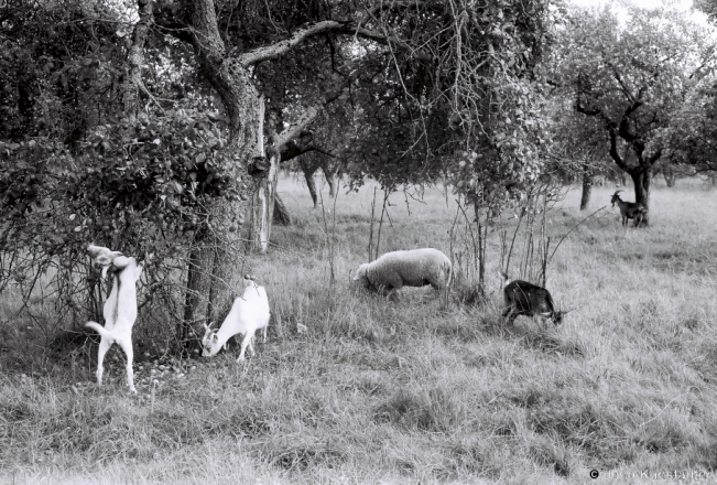 6b.Goats-and-Sheeps-Banquet-Maljavichy-2018-2018208_27A