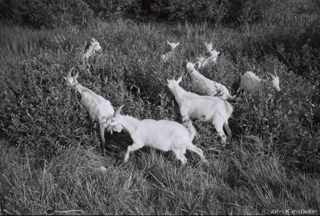 6b.Herding-Goats-Narach-Mjadzjel-District-2019-2019196a_10