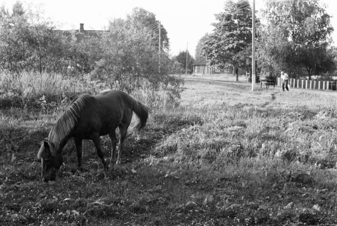6b.Horse-Early-Morning-Papshychy-2019-2019076b-24A
