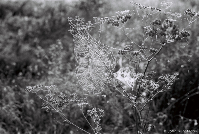 6b.Spiderweb in Morning Mist, Tsjerablichy-Azdamichy Road 2018, 2018198_34A