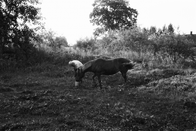 6c.Early-Morning-Feed-Papshychy-2019-2019074b-16