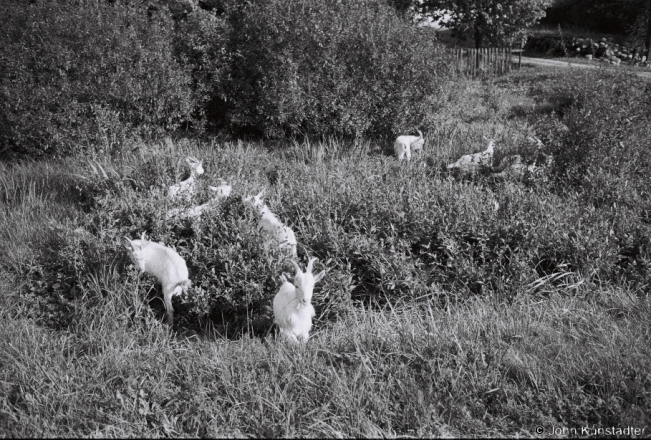 6c.Herding-Goats-Narach-Mjadzjel-District-2019-2019196a_14