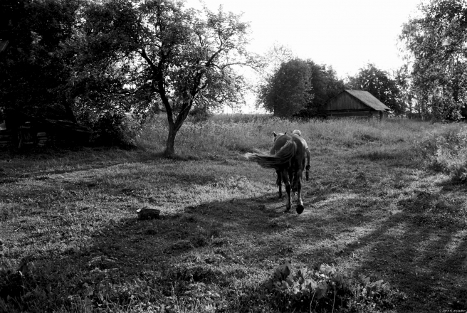 6d.Off-to-Pasture-Papshychy-2019-2019074b-22