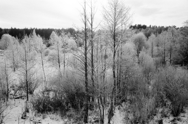 6e.Overgrown Bottomland by River Vilija at Kamjena 2016, 2016354-20A (65200020