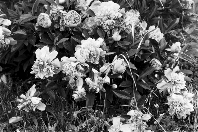 7.Peonies-Papshychy-2019-2019076b-28A