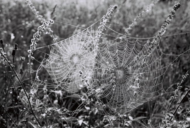 7.Spiderwebs in Morning Mist, Tsjerablichy-Azdamichy Road 2018, 2018198_33A