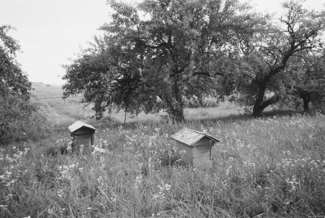 7a.Beehives-in-Orchard-Vjerkhnija-Talui-2019-2019185a-32A