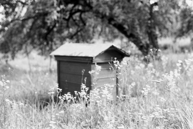 7b.Beehives-in-Orchard-Vjerkhnija-Talui-2019-2019186a-7A