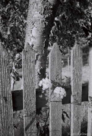 8.Flowers-and-Wooden-Fence-Asmolava-2018-2018148_19