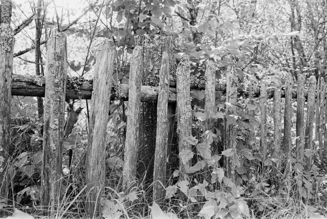 8a.Old-Fence-Milva-Bjarezina-2019-2019194-29A