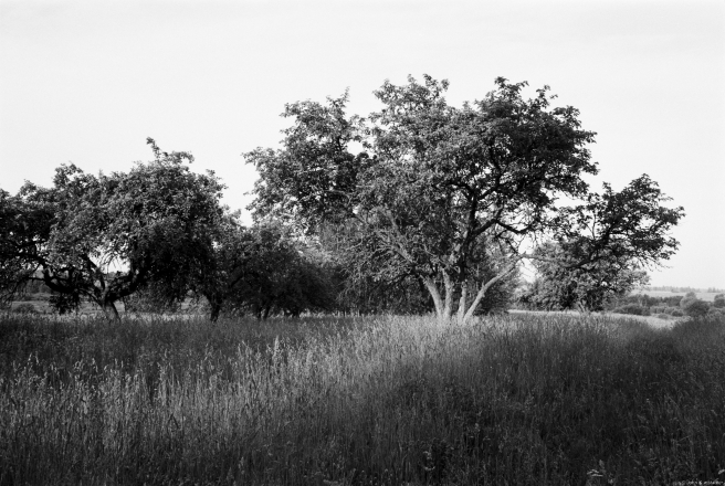 8a.Orchard-in-Early-Morning-Light-Papshychy-2019-2019074b-25