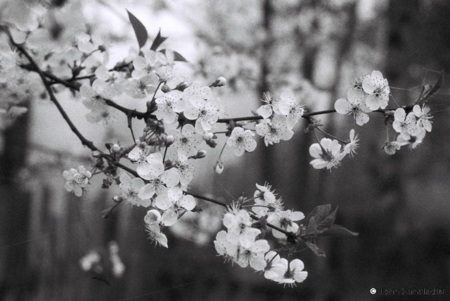 9.Cherry-Blossoms-Tsjerablichy-2014-2014094-3A