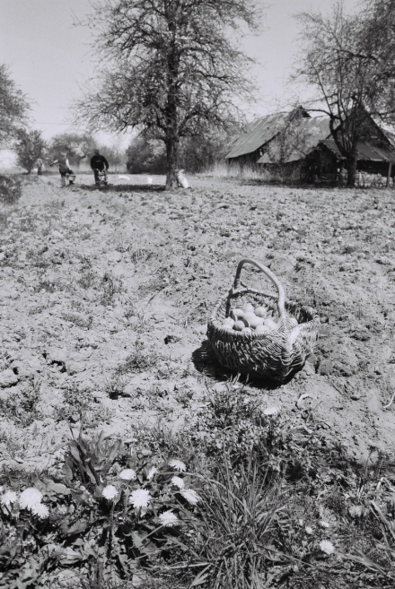 9.Planting-Potatoes-Baranavichy-Dist.-Jushkavichy-2014-2014105-13A
