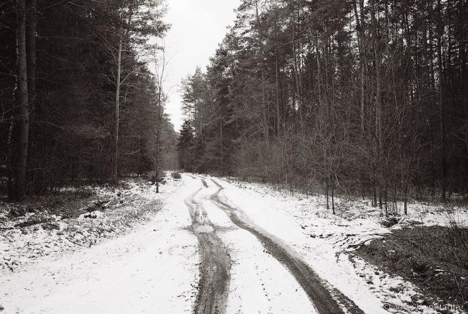 9a.Forest-Road-Past-German-WWI-Trenches-toward-Remains-of-Field-HQ-West-of-Slajkoushchyna-2016-2016100-11A